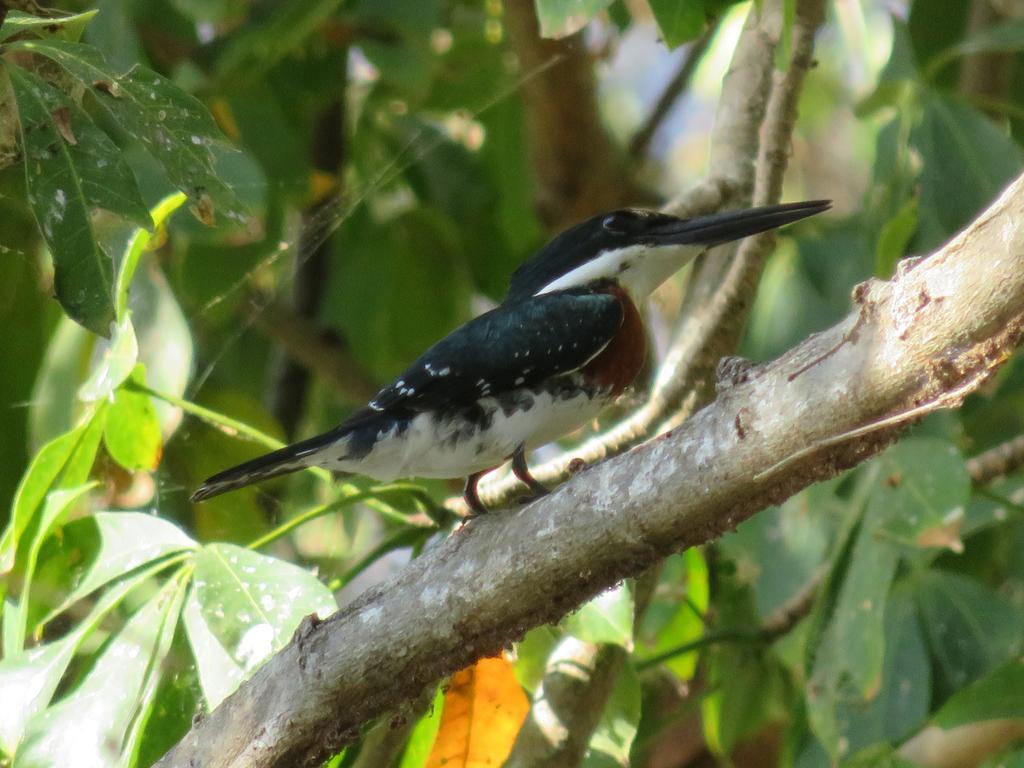 Finca La Magia Villa Ometepe Ngoại thất bức ảnh